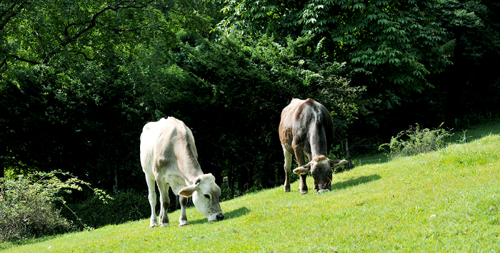 Yatsugatake Foothills Farm